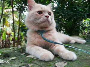 1 and half year old persian cat for sale