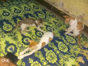 1 male & 3 female kitten Price 0 ₹ Sirf pyar se