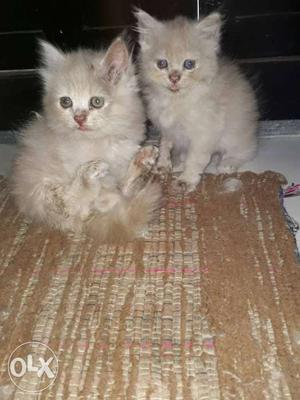 1month 15days Persian kittens with biscuit Brown