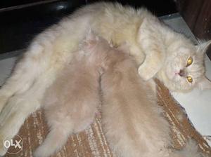 1month 15days old Persian kittens with biscuit