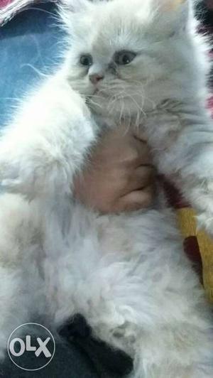 2 month old male persian kitten up for sale