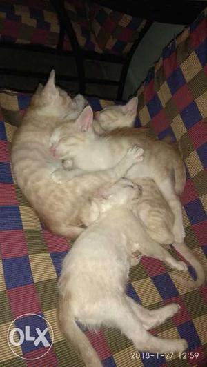 2 months old Kittens a
