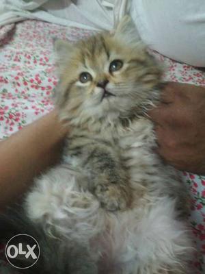 2 months old Persian cat in black and you can