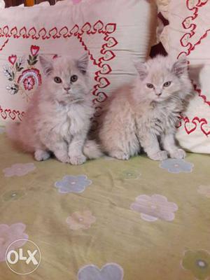 2 months old babies cream colour  each fixed