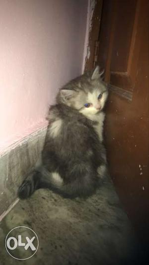 2 months old cat really cute msg me if your