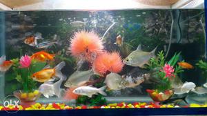 30 Healthy Fishes 2 water filter one iran stand