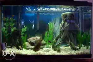 3ft aquarium with 10 fishes heater pump cleaner