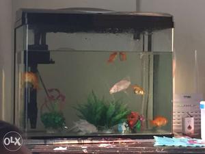 4 months old aquarium for sale with 4 gold fishes