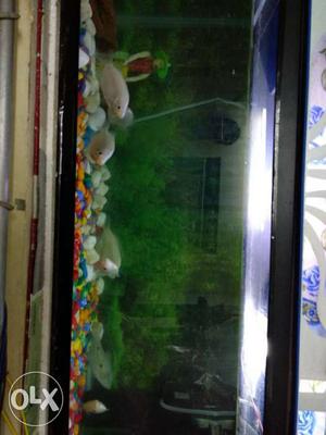 7 large size kissing gourami for sale