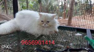 7 month old blue eye punch face male(white colour) for
