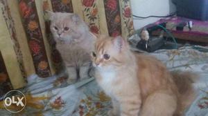 7 months male & female persian cats heavy bone
