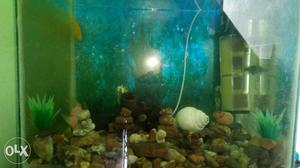 A big size new aquarium for sale