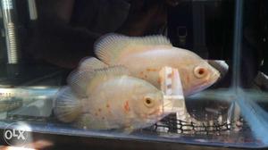 Active white oscar fish for urgent sale Going