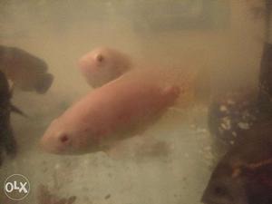 Albino oscar fish import quality