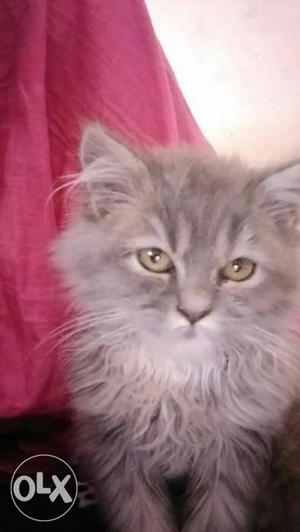 All colour persian kitten for sell