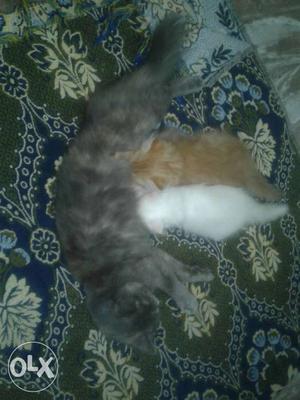 All pure persian cats fast growth potty trained