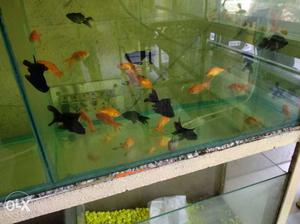 All type of fishes available.. interested people