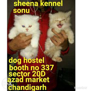 All types pets cats available from sheena kennel
