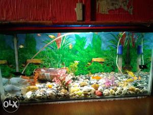 Aquarium in good condition, with fishes and all