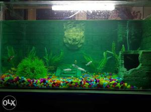 Aquraium for sale,with all fish.size 2 fet