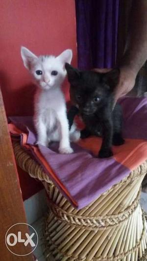 Beautiful healthy 1month kittens both male and
