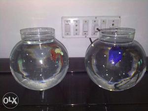 Beta fish imported blue and white color 300 each with pot