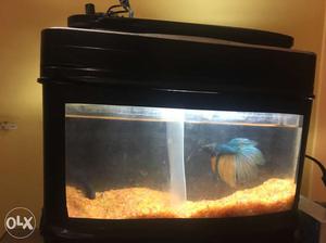Betta fish confim pair with auqarium nd blood worms food all