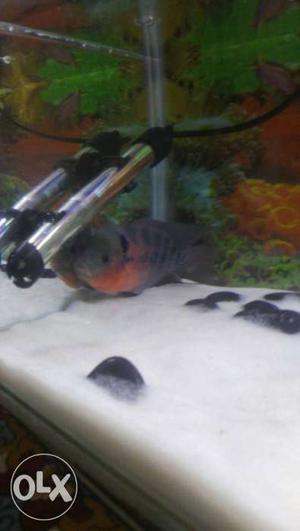 Black And Gray Flowerhorn