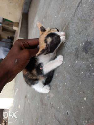 Black with white nd brown Female