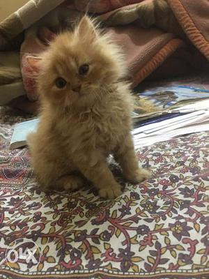 Breed: Dollface Persian kitten Age:1 month male