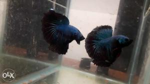 Breeding quality Betas available in pairs,