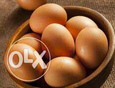 Brown Egg For sale omega brown egg low fat &