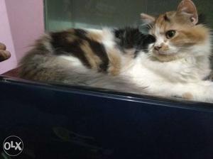 Calico persain kitten