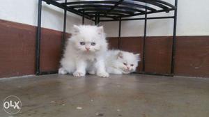 Cat and kitten available call now and get original breed no.