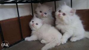 Cats available good looking original breed call now no. in