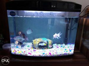 Clear Fish Tank With Black Frame