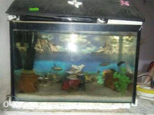 Complete aquarium with black dot tetra