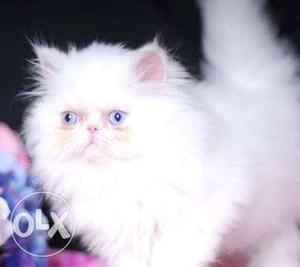 Dall Face Blue Eyed PERSIAN KITTEN Available For