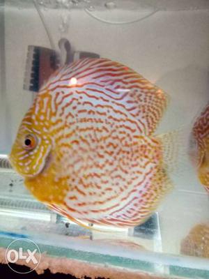 Discus 5.5" pm me for details