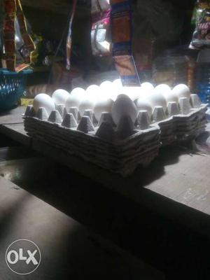 Egg Poultry Lot