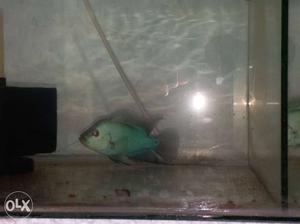 Exotic and Imported thaisilk flowerhorn babies 2-2.5 and