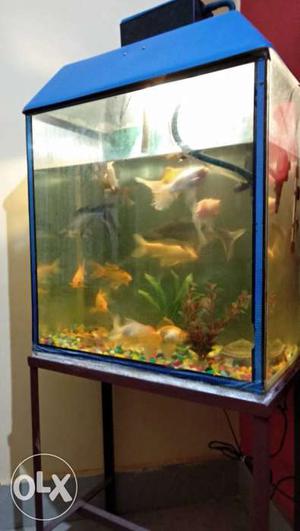 Fish Aquarium 2*2 with 14 fish, stand, heater,