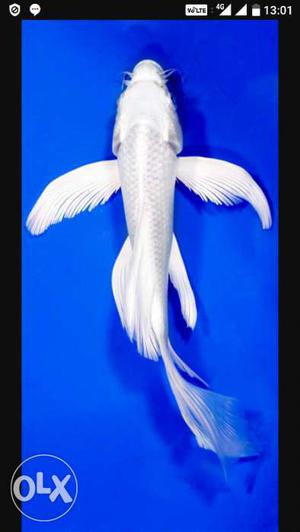 Fish White Koi long Tail. Chiclids