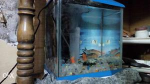 Fish aquarium with 02 fishes,Marvels,air pump,one