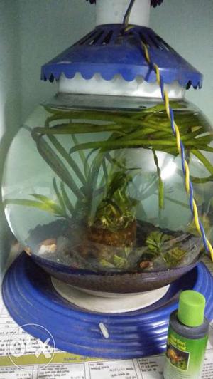 Fish bowl no fish in it stone light plant