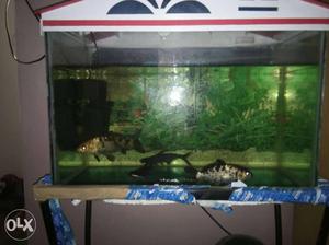 Fish tank full set and apuariums