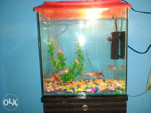 Fish tank with all the equipment's like light,air