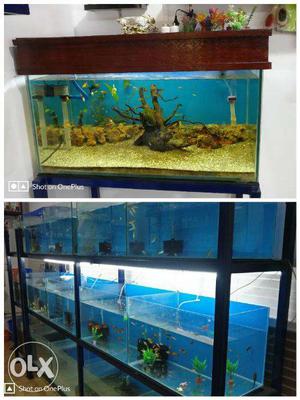 Fishes, Aquarium and all type of Accessories at Kozhikode,