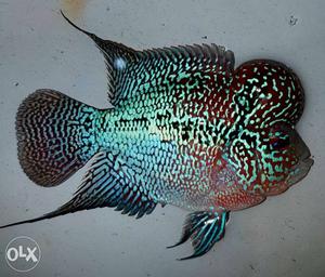 Flowerhorn available for Wholesale and retail