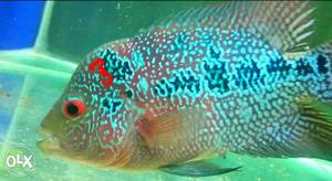 Flowerhorn female egglaying